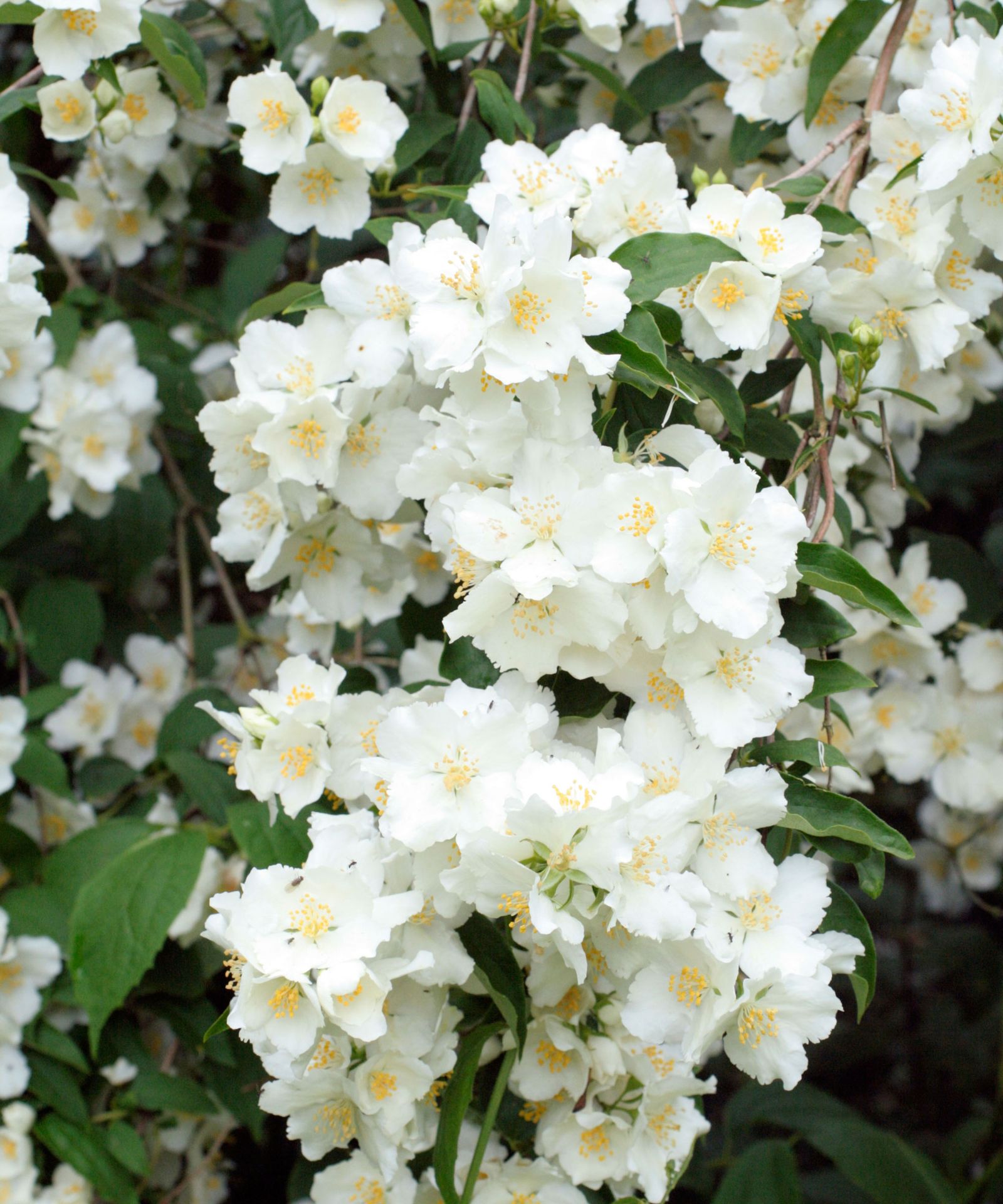 Mock orange varieties 15 stunning types of philadelphus Gardeningetc