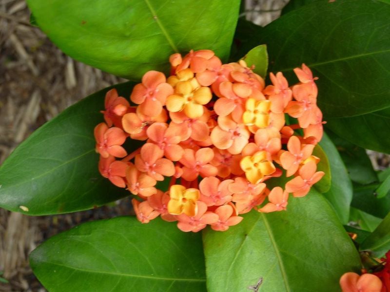 Why Won't My Ixora Plants Bloom Tips For Encouraging Ixora Flowers
