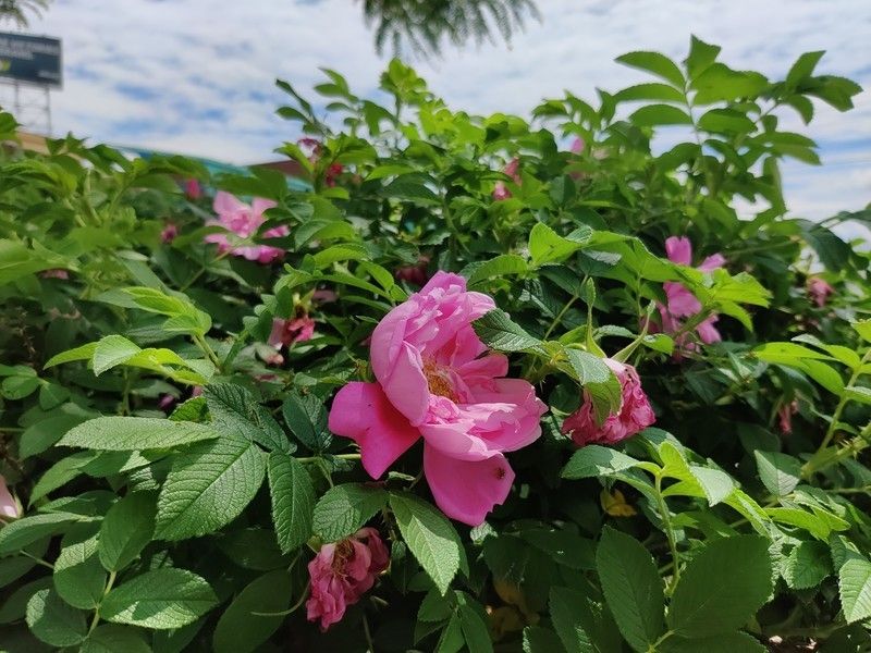 OnePlus 8 camera sample