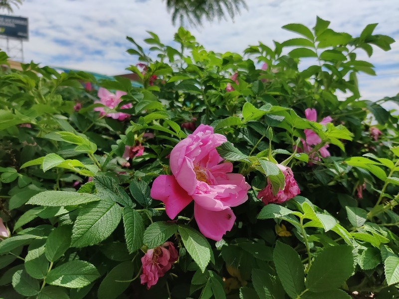 OnePlus 8 camera sample