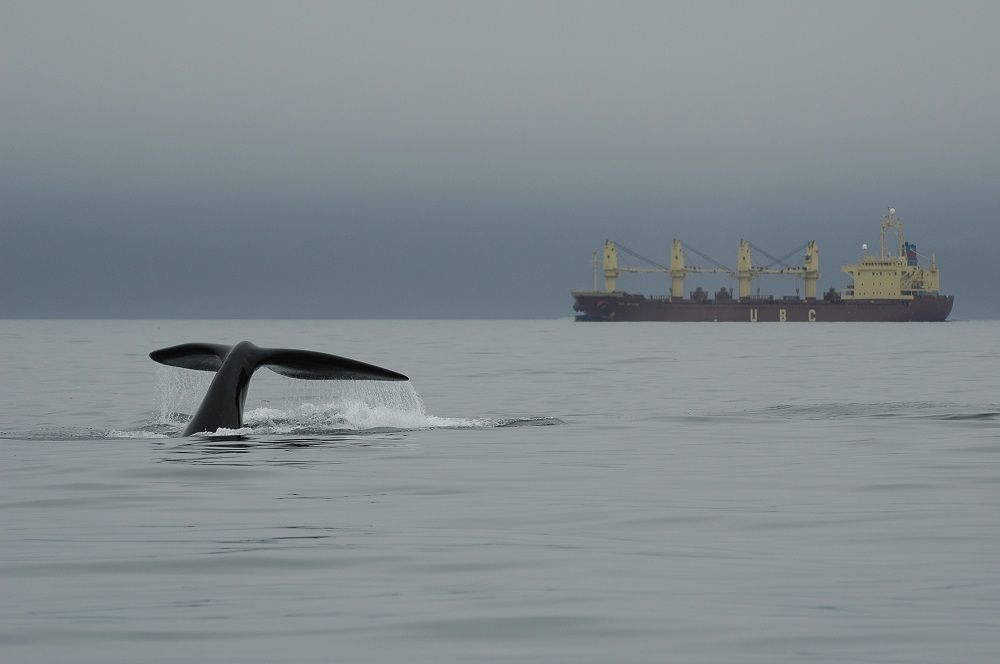 right whale and ship