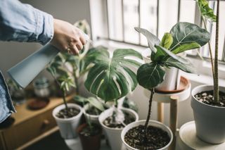 A series of monstera plants are potted in white pots and cared by a woman that sprays water on them.