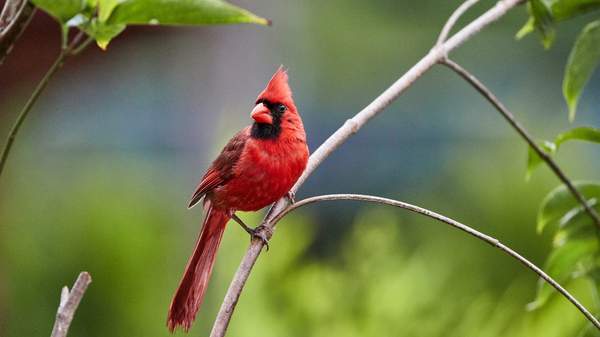 Northern Cardinal 