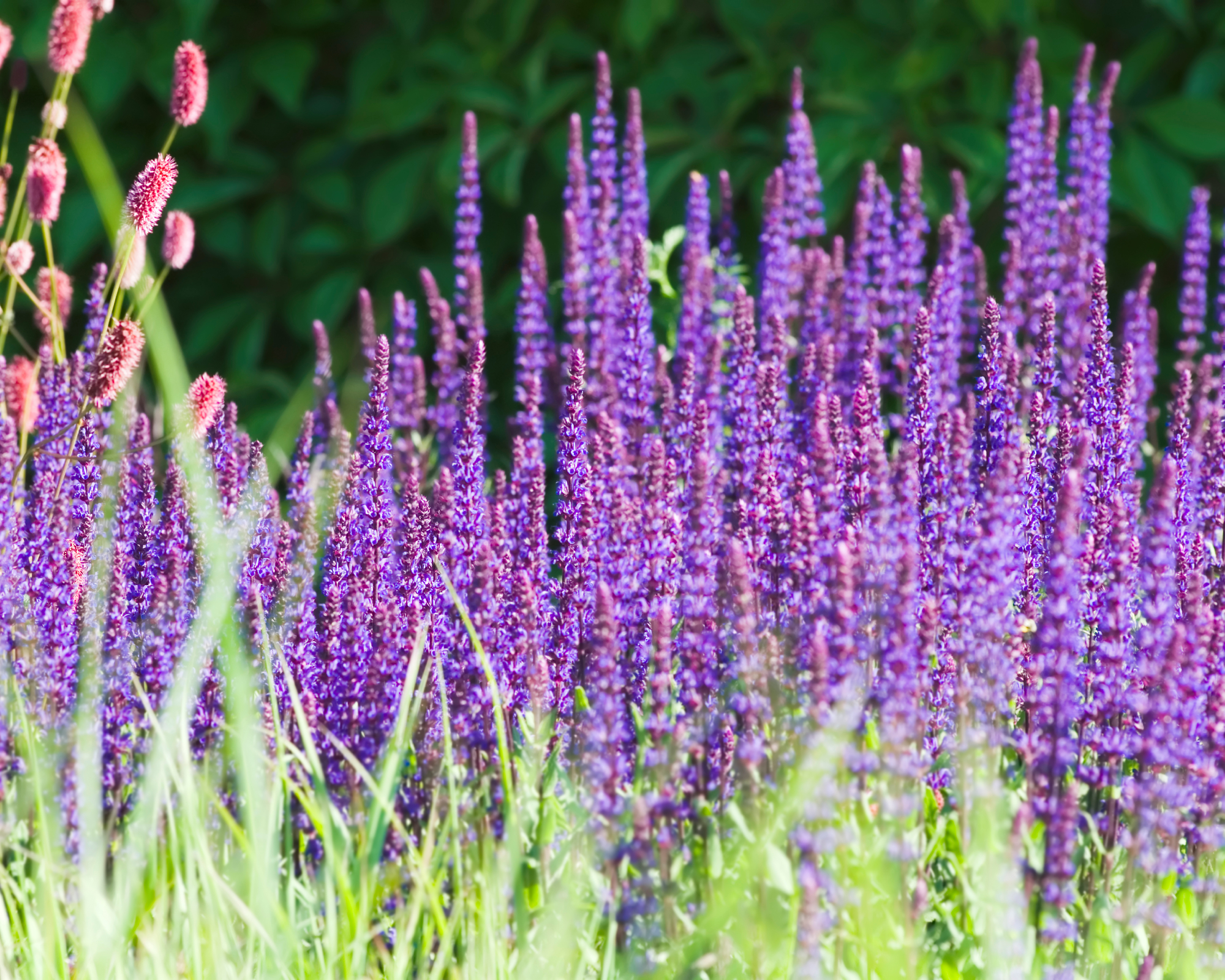 salvia caradonna growing in a sunny garden