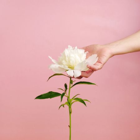 Flower, Flowering plant, White, Pink, Petal, Plant, Cut flowers, Botany, Peony, Hand, 