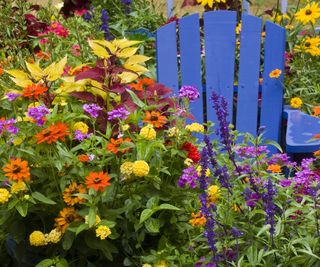 Summer blooms of annual plants surrounding a blue garden chair