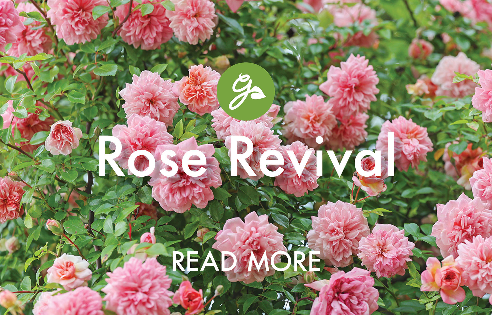 Read more about March rose care tasks. Image shows pink roses in garden