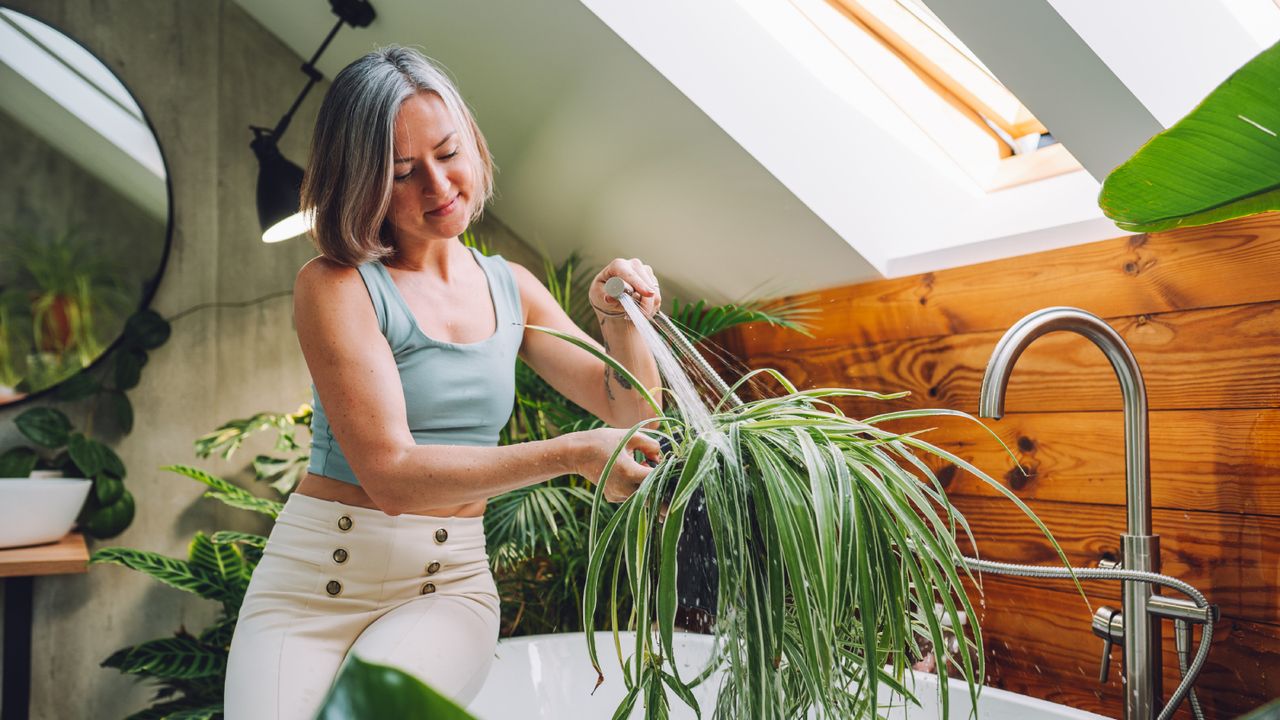 Woman waters spider plant over bathtub