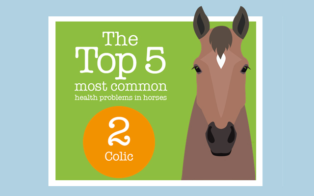 Petplan-top-5-feature-image