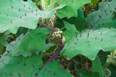 naranjilla laering