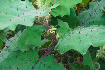 naranjilla laering