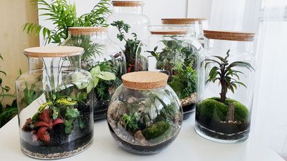 collection of planted glass terrariums