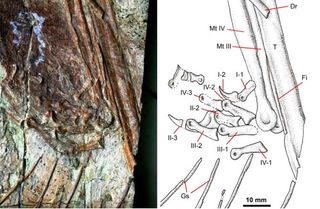 A close-up of the right hind limb of the dromaeosaur Sinornithosaurus inside the stomach of one of the specimens of Sinocalliopteryx gigas found in Liaoning, China.