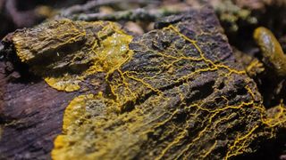 A yellow mesh of goo known as a slime mold sits on a log. Gross!