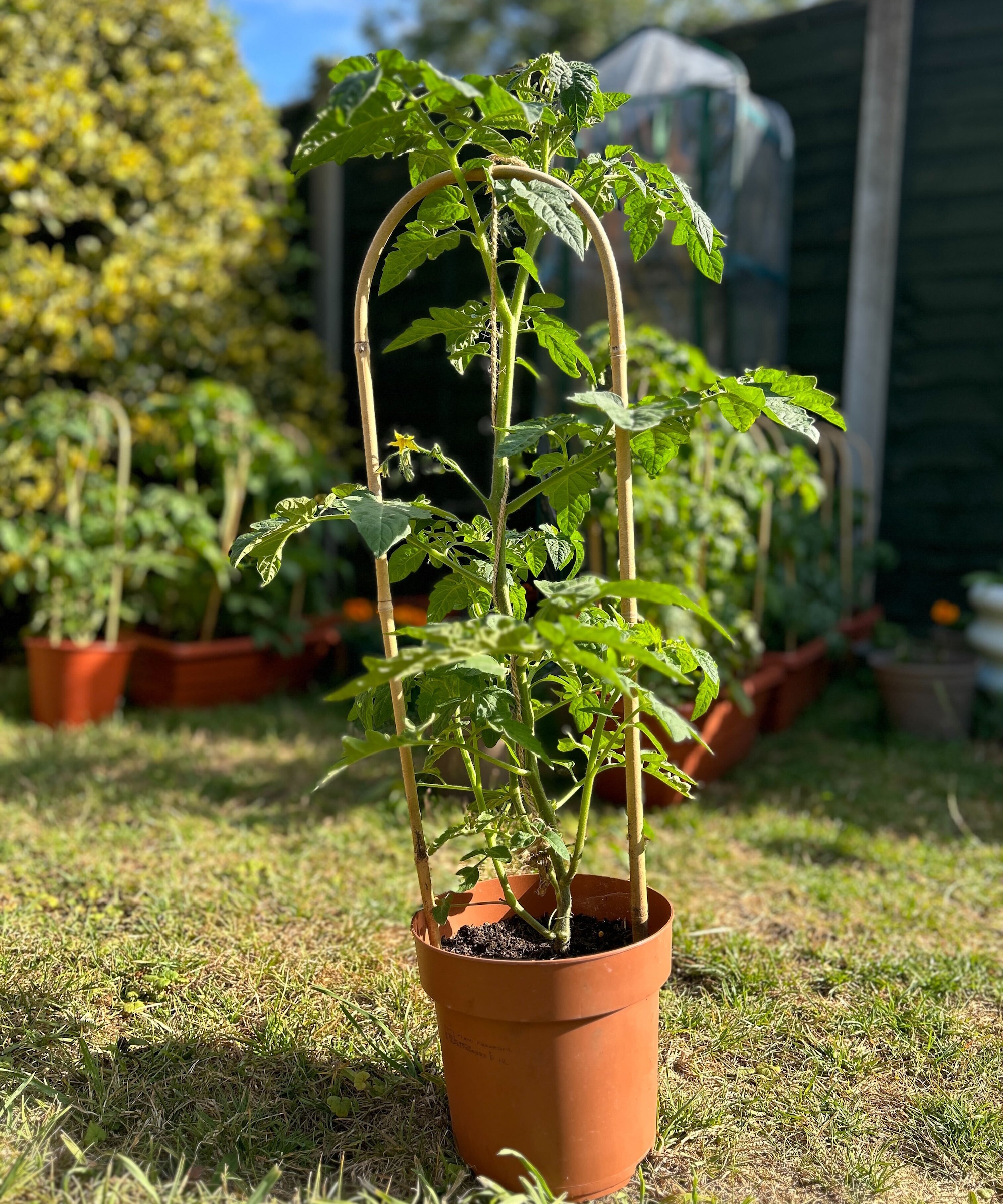 Tomato string method in pot