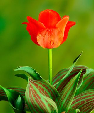 'Red Riding Hood' tulip