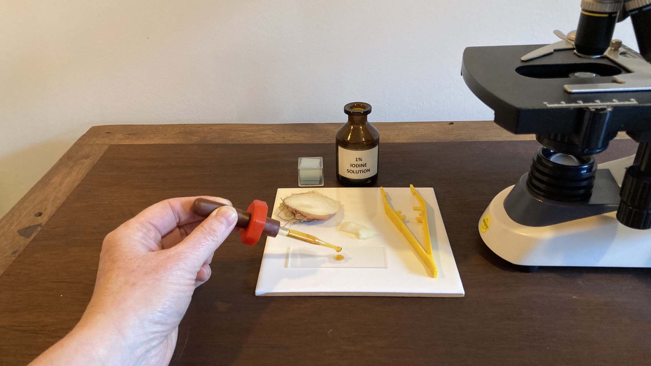 prepping an onion epidermis