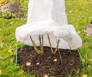 White fabric over a plant in garden