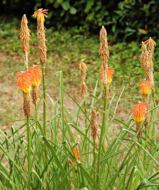 red hot pokers in need of deadheading