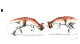 pachycephalosaurs fighting