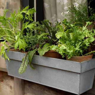 potted plants in metal tray