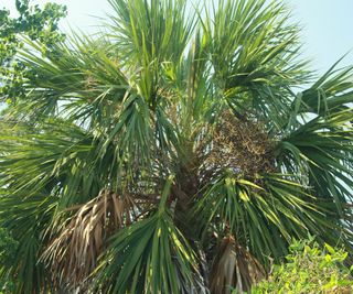 cabbage palm tree growing in back yard