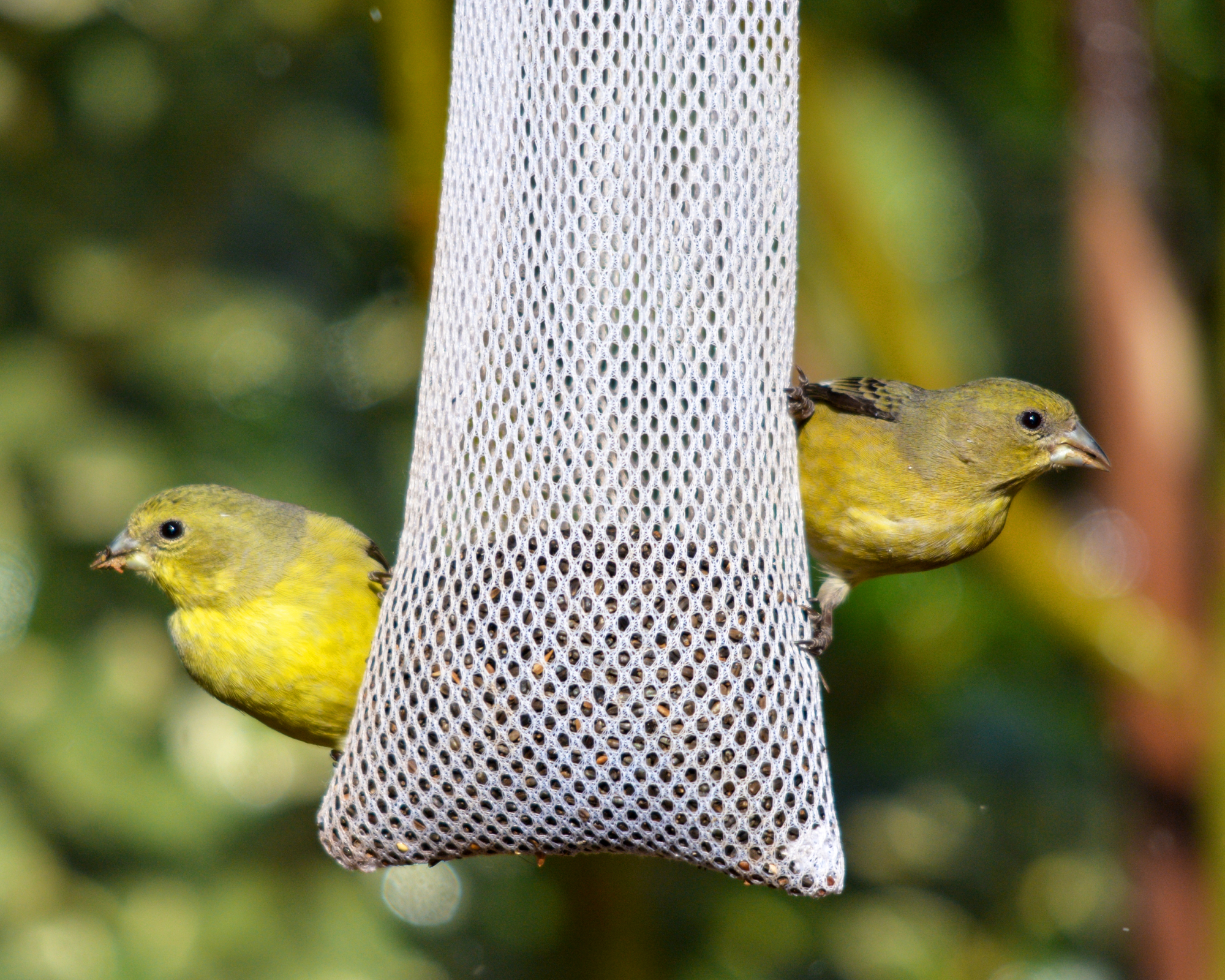 goldfinches on nyjer seed bird feeder in garden