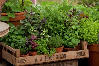 herbs in tray