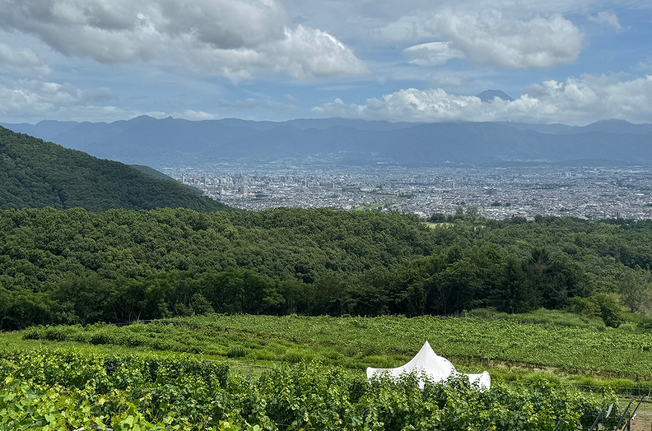The vineyard view overlooking the Kofu basin from Suntory's Tomi no Oka Winery, Yamanashi