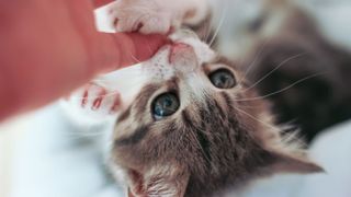 A kitten biting someone's finger