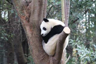 A young panda sitting in a tree.
