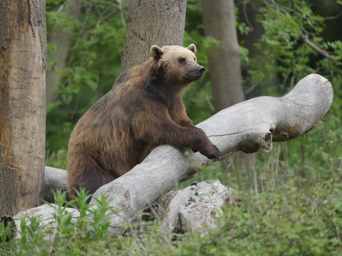 Bear photo taken with the Fujifilm GFX100S II and 500mm F5.6 lens