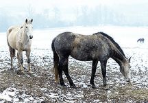 winter-grazing-2.jpg