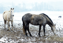 winter-grazing-2.jpg