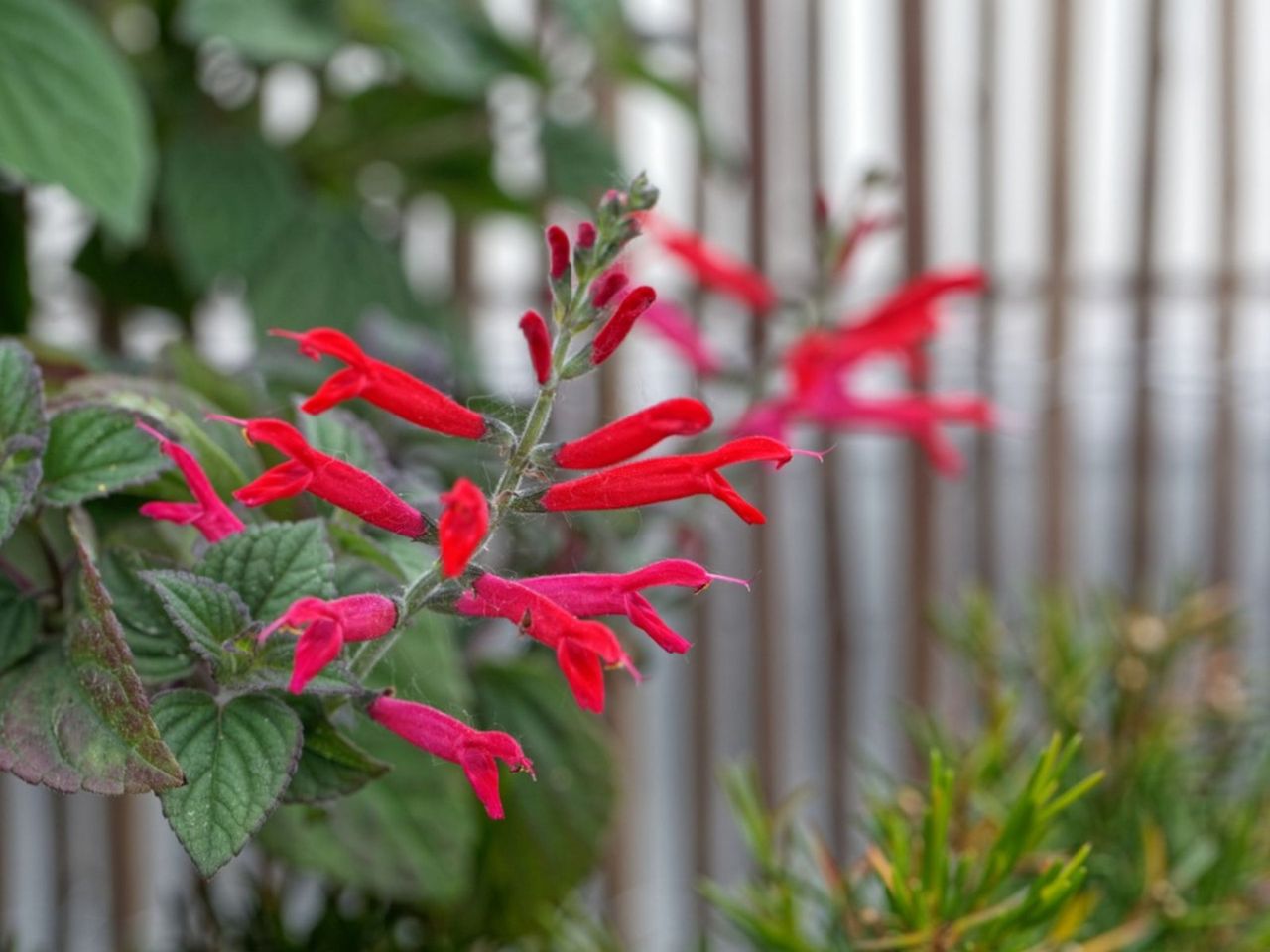 Red Flowering Pineapple Sage Plant