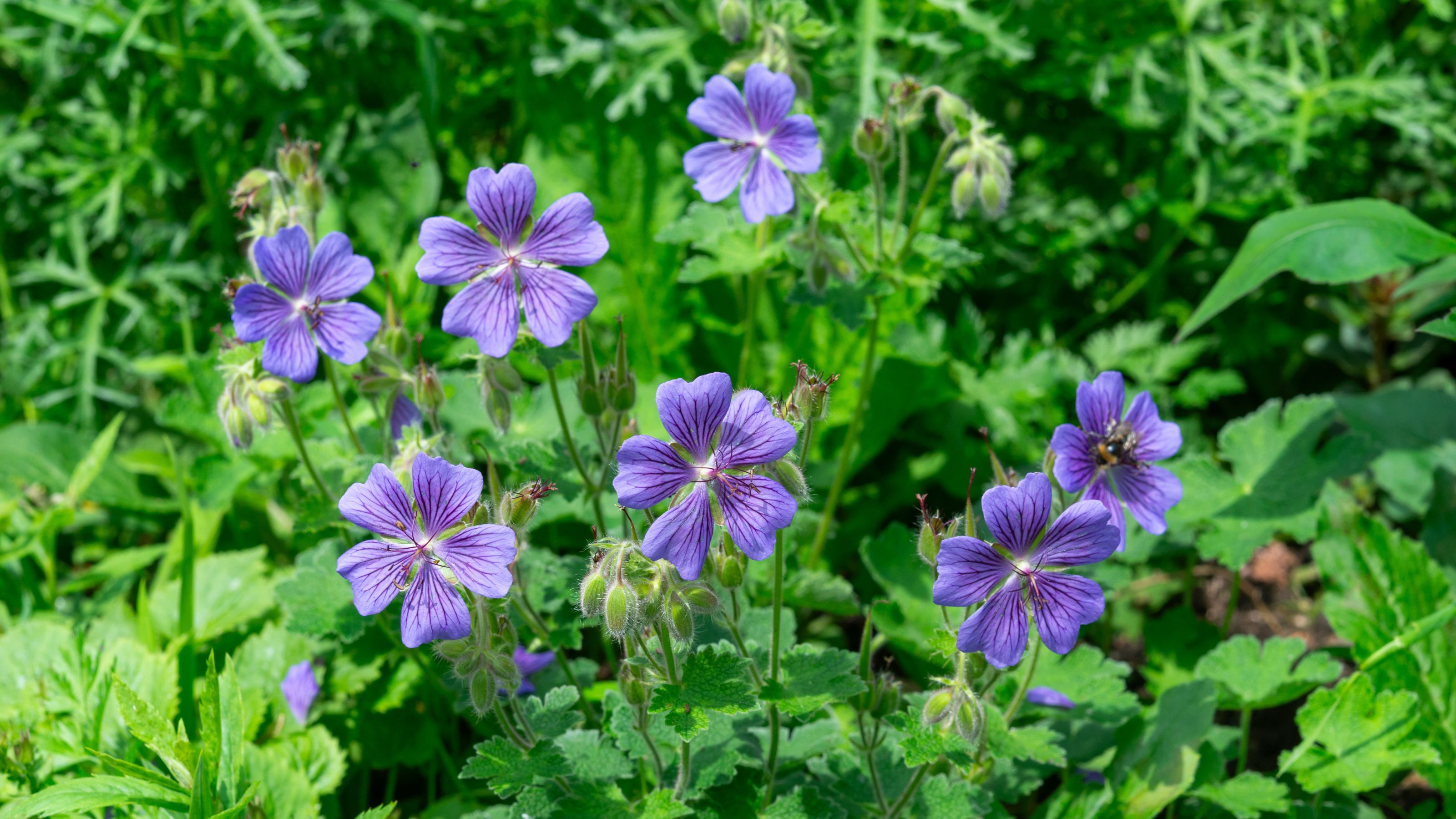 Purple blue geraniums growing in garden