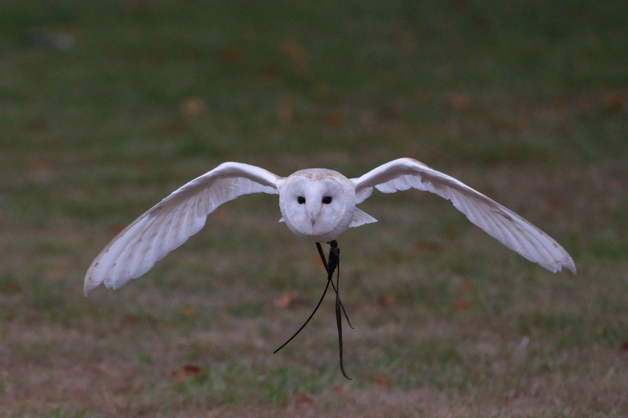 A photo of a bird of prey captured using a Fujifilm X-H2S and XF 400mm F4.5 R LM OIS WR telephoto lens