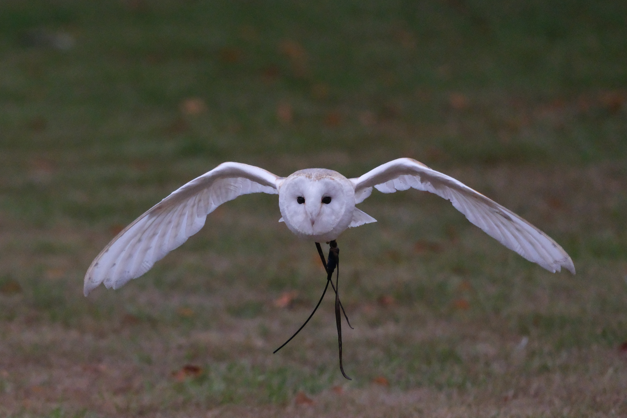 A photo of a bird of prey captured using a Fujifilm X-H2S and XF 400mm F4.5 R LM OIS WR telephoto lens