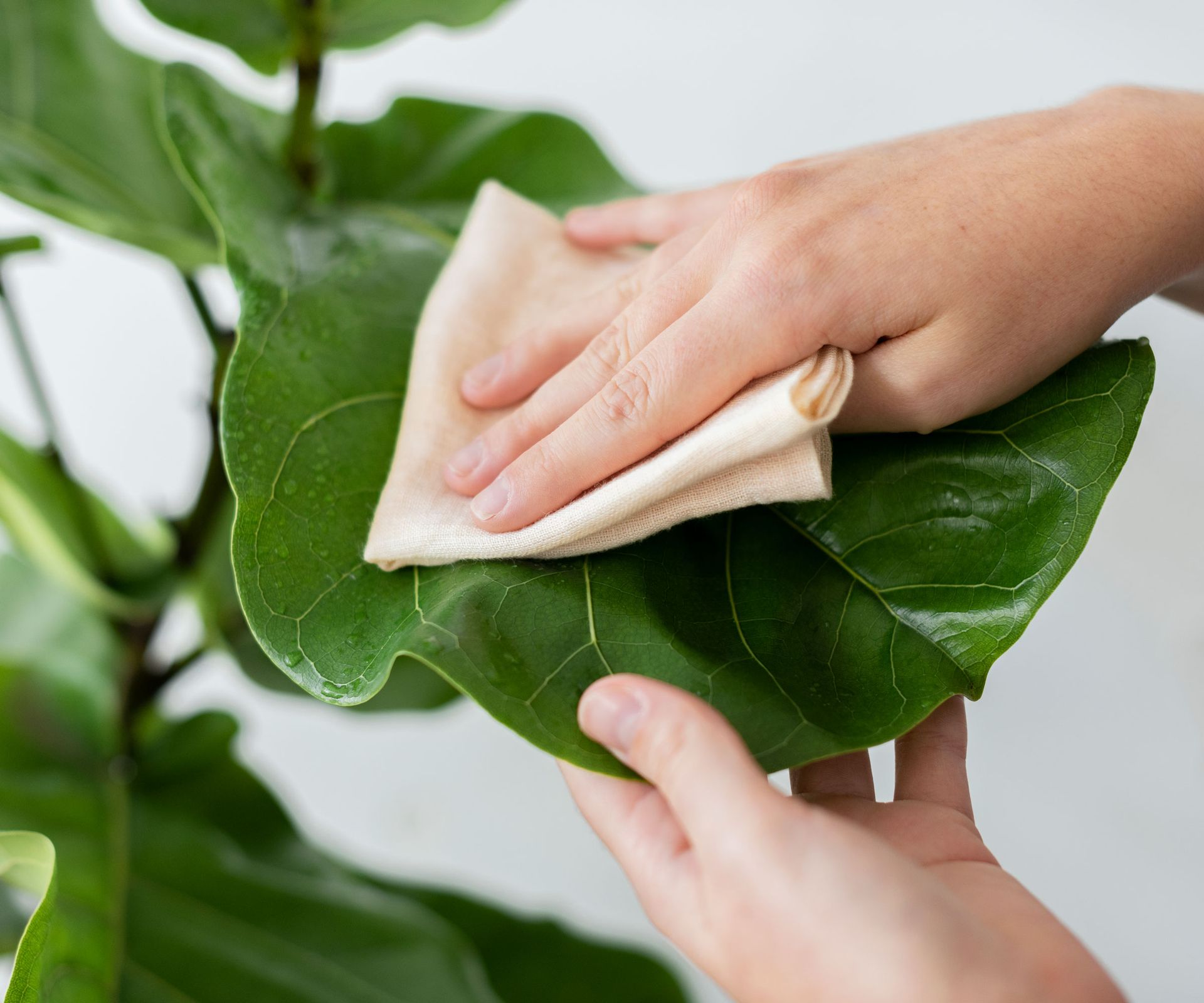 fiddle leaf fig leaf being wiped down with soft cloth