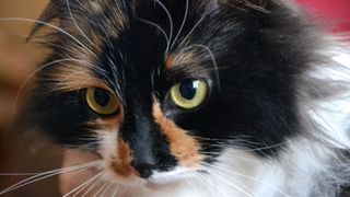 Tortoiseshell ragamuffin cat