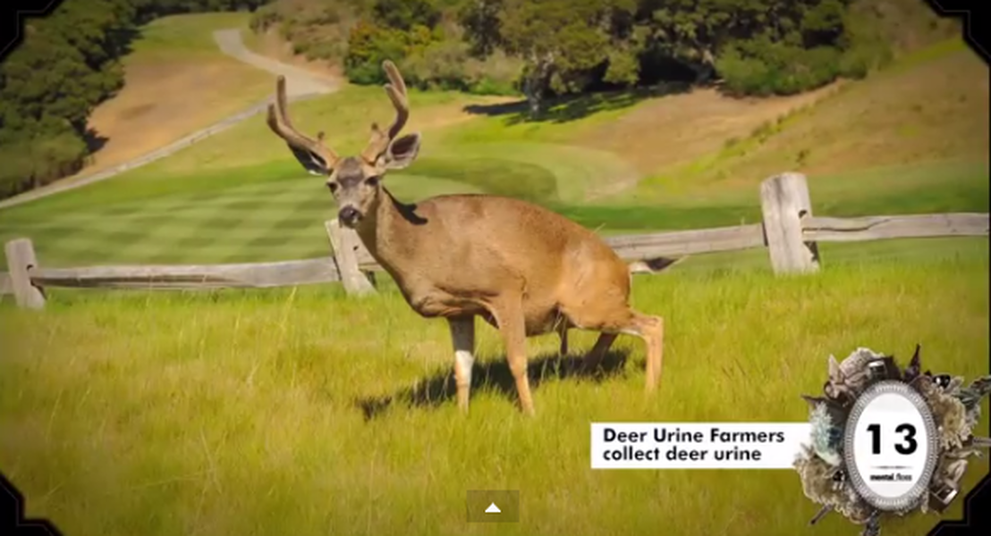 Deer urine 2024