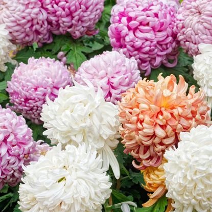 close up colorful chrysanthemum blooms