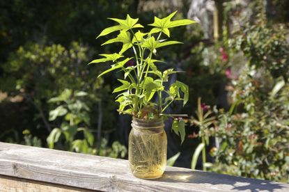 Sweet Potato Vine Frowing From Glass Of Water Outside