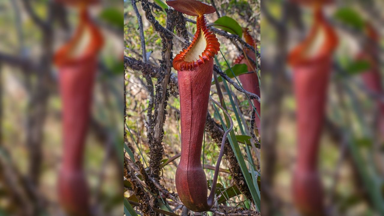N. edwardsiana