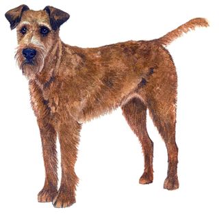 Irish terrier