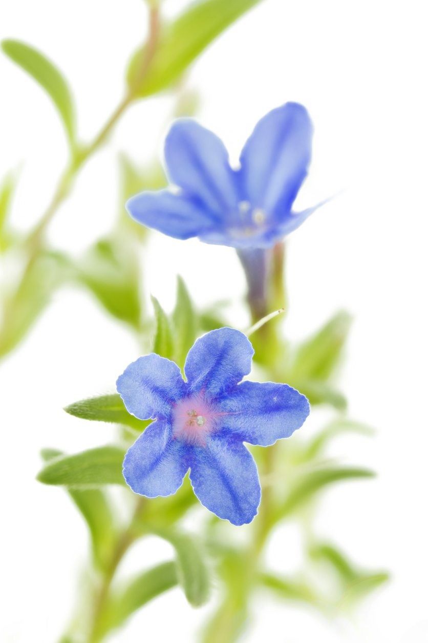 Close Up Of Lithodora Plant