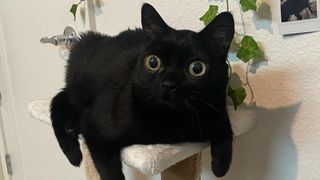 Jinx the cat mayor sitting on her cat tree