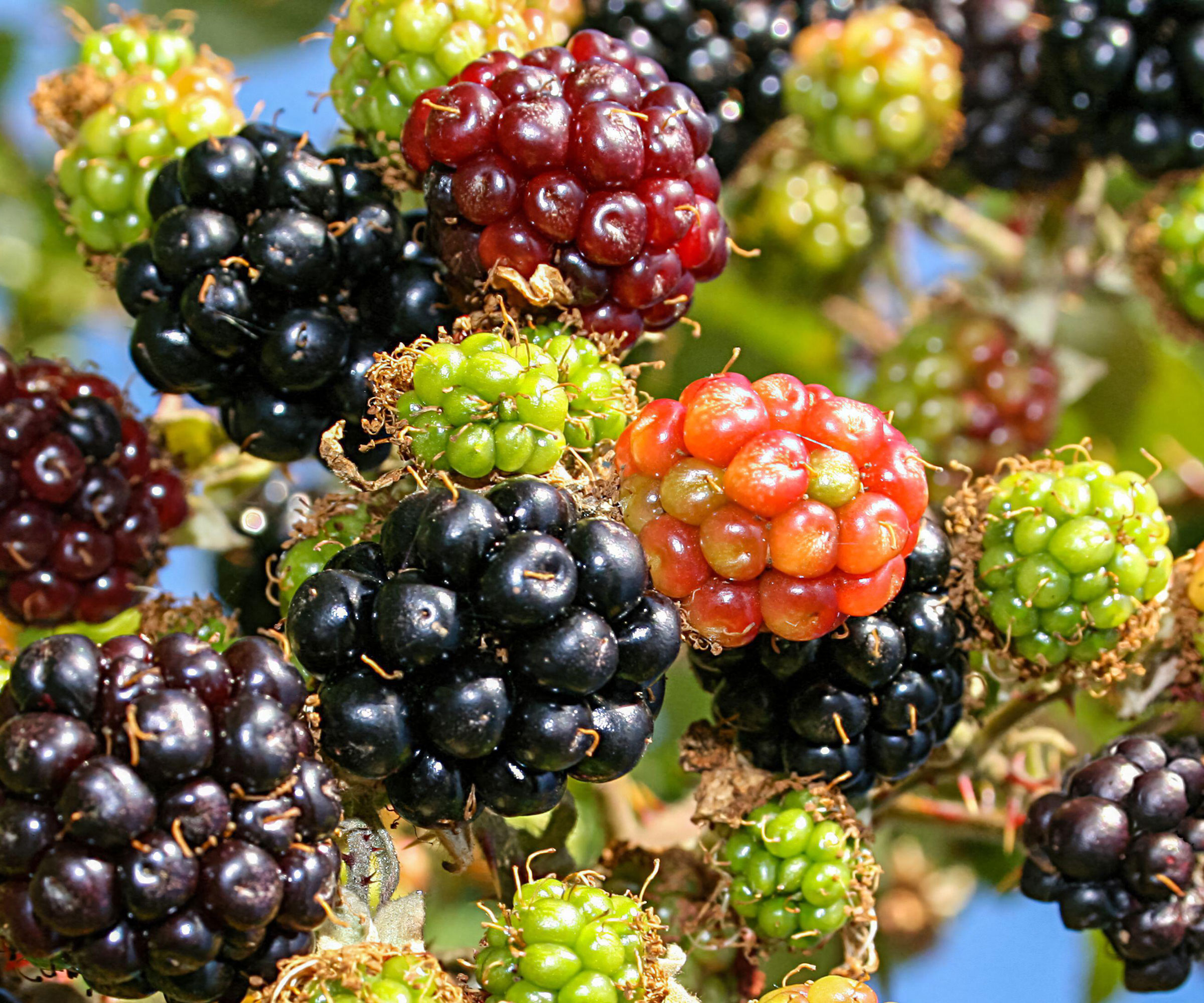 mulberry fruits in close-up, showing black, red and green fruit against blue sky