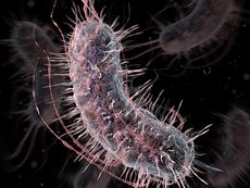 An artist's concept of genetically engineered E. coli bacteria
