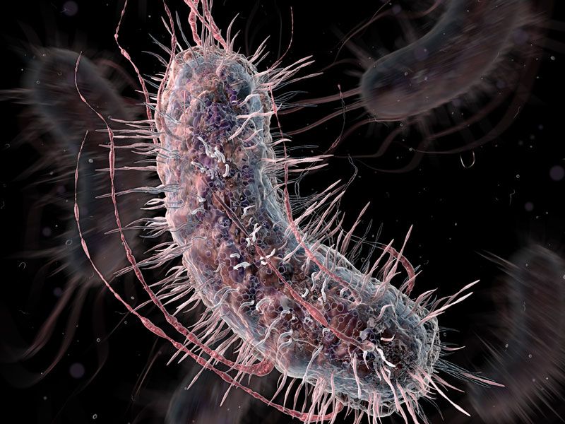 An artist&#039;s concept of genetically engineered E. coli bacteria